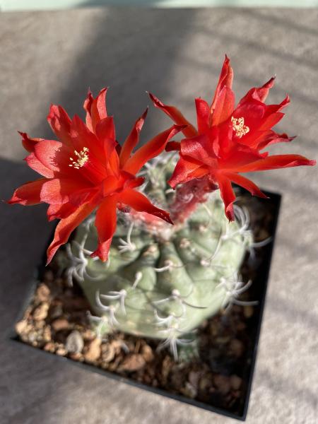 Matucana madisoniorum